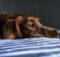 votre chien ne veut pas sortir ! chien ne veut pas marcher